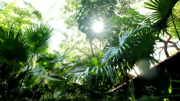 热带雨林丛林里的树叶和灌木丛。大范围射击 — 图库视频影像