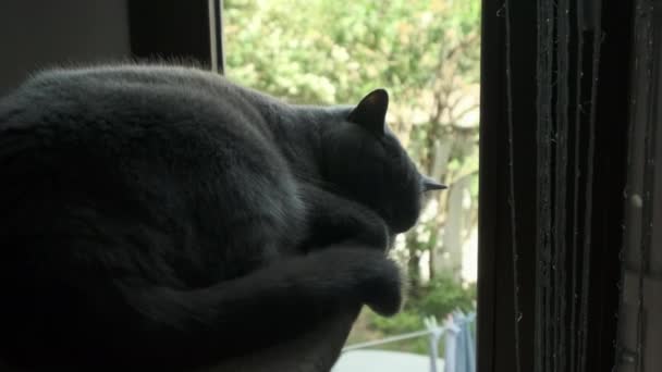 Gato Gris Dormido Cerca Ventana Imágenes Alta Calidad — Vídeo de stock