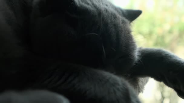 Śpiący Szary Kot Przy Oknie Wysokiej Jakości Materiał — Wideo stockowe