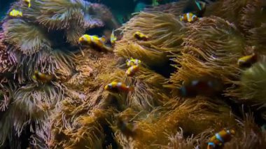 Birçok Palyaço Balığı ve Deniz Anemone Ortaklığı 'nın yakın görüntüsü. Yüksek kalite 4k görüntü