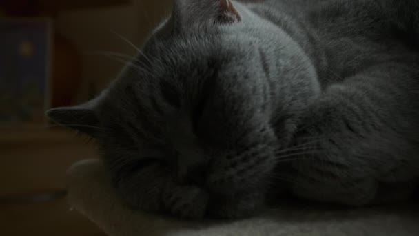 Gato Gris Dormido Cerca Ventana Imágenes Alta Calidad — Vídeos de Stock