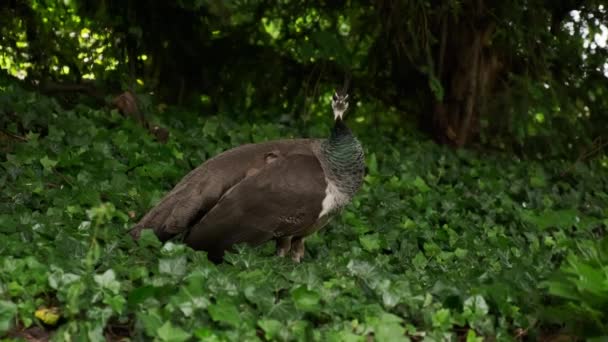 オスクジャクは木の間の公園に立って羽をきれいにする 高品質4K映像 — ストック動画