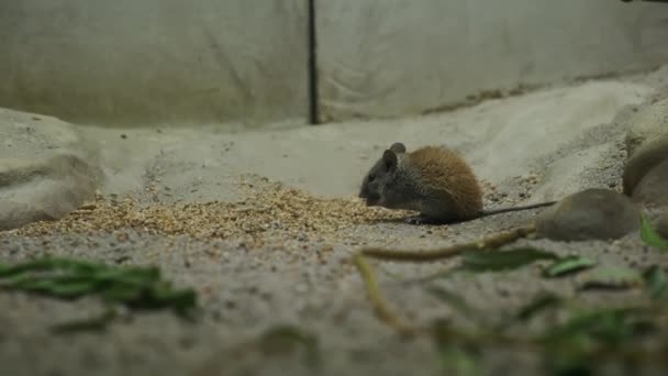 Fechar Rato Campo Listrado Comer Uma Semente Imagens Alta Qualidade — Vídeo de Stock