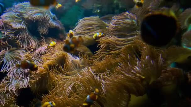 Vista Cerca Muchos Peces Payaso Imágenes Alta Calidad — Vídeos de Stock