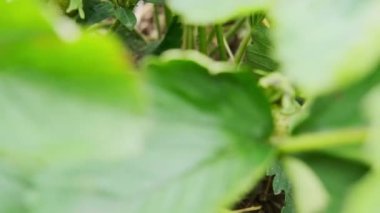 Çiftçi elleri organik çilek topluyor. Baharda çilek tarlası. Yüksek kalite 4k görüntü