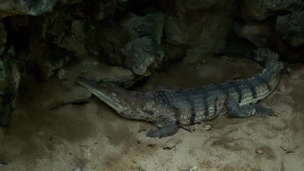 American Alligator Laying Sunning River Inglês Imagens Alta Qualidade — Vídeo de Stock