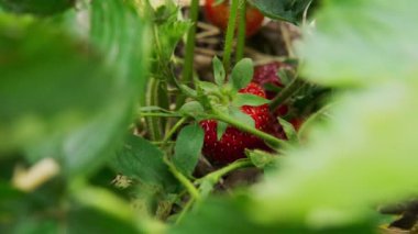 Çiftçi elleri organik çilek topluyor. Baharda çilek tarlası. Yüksek kalite 4k görüntü