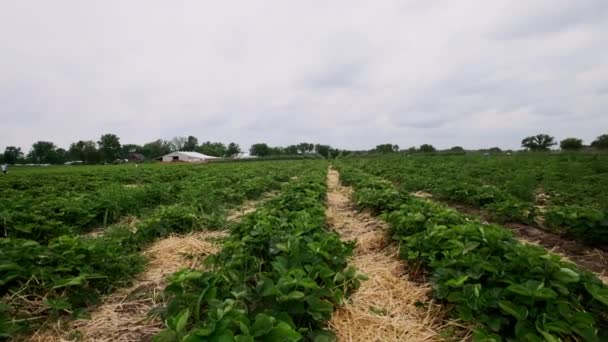 Χωράφι Τις Φράουλες Στη Φάρμα Υψηλής Ποιότητας Πλάνα — Αρχείο Βίντεο