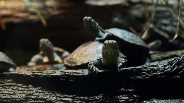 Schildkröte Sitzt Auf Dem Rücken Einer Schildkröte Auf Einem Baumstamm — Stockvideo