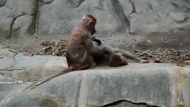 猴从跳蚤和其他猕猴身上清理干净 护理和照顾猴子之间的关系行为 高质量的4K镜头 — 图库视频影像