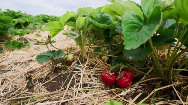 Los Agricultores Recogen Fresas Orgánicas Campo Fresas Primavera Imágenes Alta — Vídeos de Stock