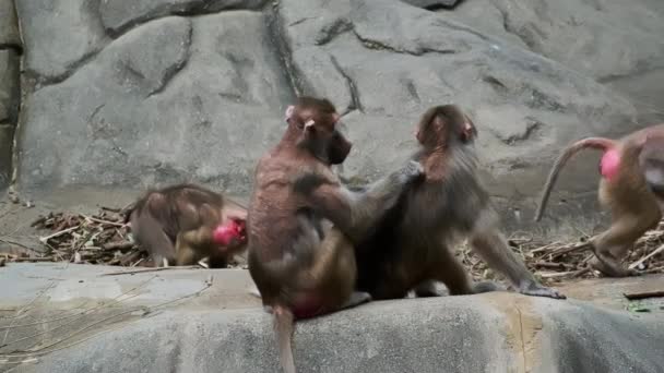 Mono Limpia Pulgas Otros Macacos Ayudando Amamantando Cuidando Comportamiento Las — Vídeo de stock