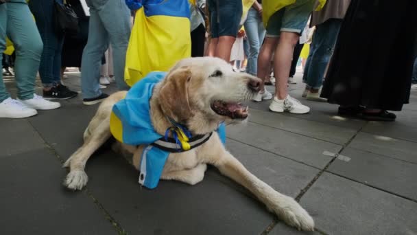 Poucos Ucranianos Protestam Nas Ruas Paris Cão Com Símbolos Ucranianos — Vídeo de Stock