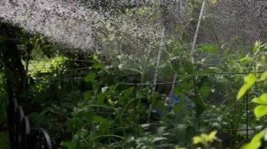 Bahçe spreyi kadının elinde bahçe yatağını suluyor. Ağır çekim. Yüksek kalite 4k görüntü