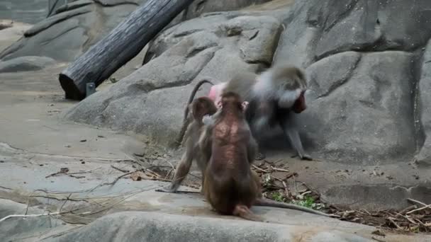 Singe Nettoie Des Puces Autre Macaque Aider Allaiter Prendre Soin — Video