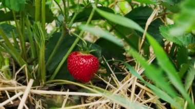 Çiftçi elleri organik çilek topluyor. Baharda çilek tarlası. Yüksek kalite 4k görüntü