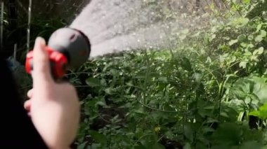 Bahçe spreyi kadının elinde bahçe yatağını suluyor. Ağır çekim. Yüksek kalite 4k görüntü