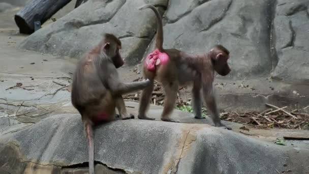 猿はノミから他のマカクをきれいにします 猿の間で助け合い 看護し 思いやりのある関係行動 高品質4K映像 — ストック動画