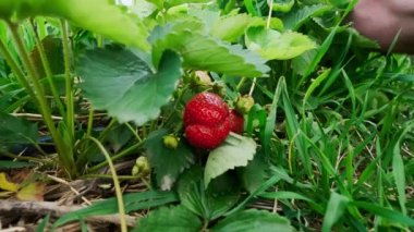 Çiftçi elleri organik çilek topluyor. Baharda çilek tarlası. Yüksek kalite 4k görüntü