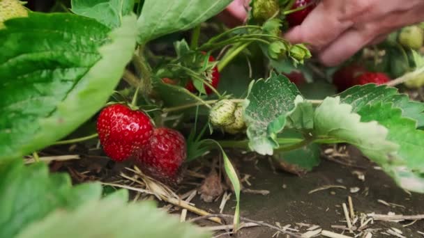 Αγρότες Μαζεύουν Βιολογικές Φράουλες Φράουλα Την Άνοιξη Υψηλής Ποιότητας Πλάνα — Αρχείο Βίντεο