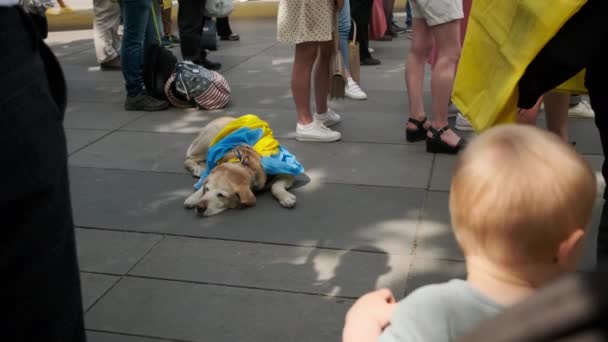 Poucos Ucranianos Protestam Nas Ruas Paris Cão Com Símbolos Ucranianos — Vídeo de Stock