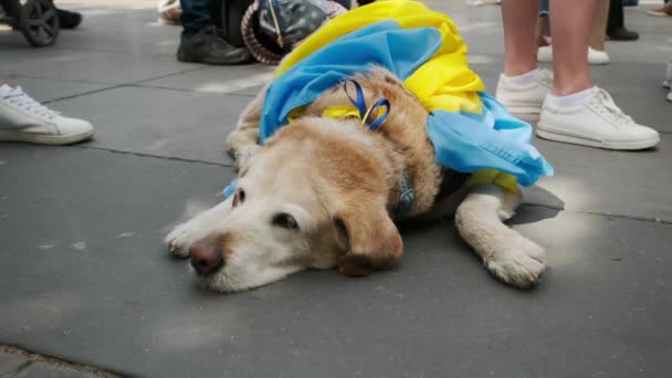 Pocos Ucranianos Protestan Las Calles París Perro Con Símbolos Ucranianos — Vídeo de stock