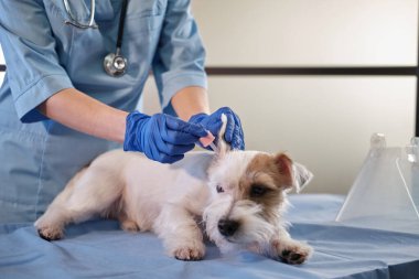 Kadın veteriner Jack Russell 'ın köpek kulaklarını kontrol ediyor klinikte muayene ediliyor, sağlık hizmetleri veriliyor. Yüksek kalite 4k görüntü