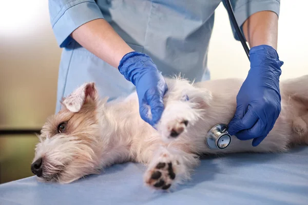 Steteskop yardımıyla kadın veteriner klinikte Jack Russell 'ın köpeğini muayene ediyor. Yüksek kalite 4k görüntü