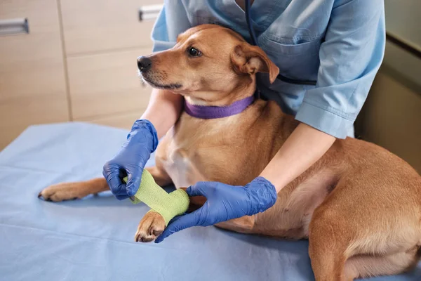 Kadın veteriner, klinikte yaralı pençesine sargı bezi sarar. Yüksek kalite 4k görüntü