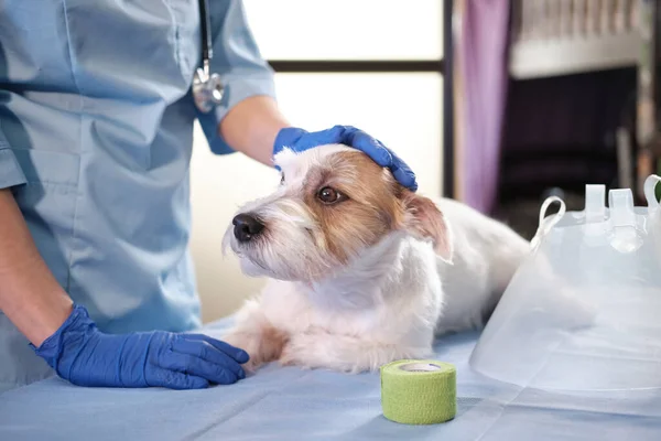 jack russell dog in veterinary collar lies in clinic on table. health care. High quality 4k footage