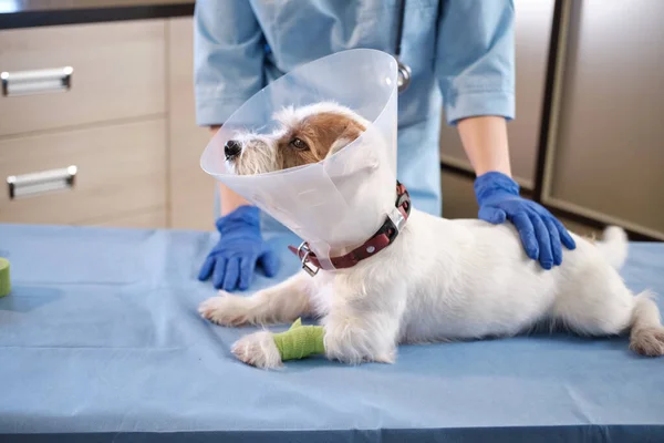 jack russell dog in veterinary collar lies in clinic on table. health care. High quality 4k footage