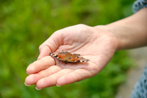 Butterfly catcher Stock Photos, Royalty Free Butterfly catcher