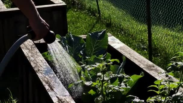 Gartensprayer Weiblicher Hand Der Das Gartenbeet Wässert Zeitlupe Hochwertiges Filmmaterial — Stockvideo