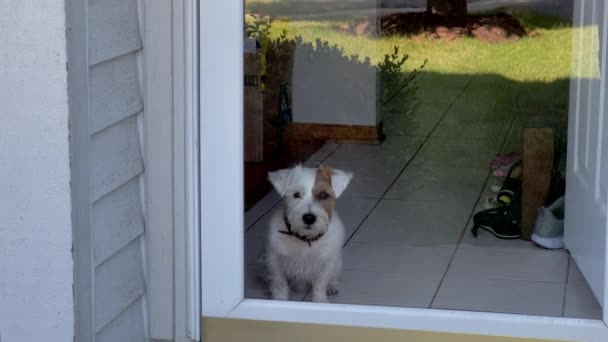 Dog Jack Russel Looks Glass Door Home High Quality Footage — Stock Video