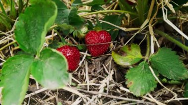 Çiftçi elleri organik çilek topluyor. Baharda çilek tarlası. Yüksek kalite 4k görüntü