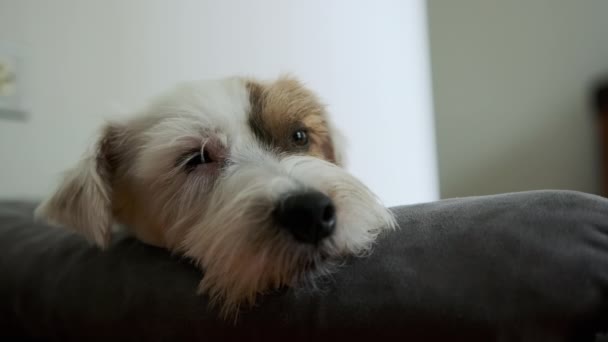 Anjing Jack Russell Yang Lucu Tidur Dan Bersantai Atas Selimut — Stok Video