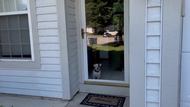 Собака Джек Росій Дивиться Скляні Двері Вдома Високоякісні Кадри — стокове відео