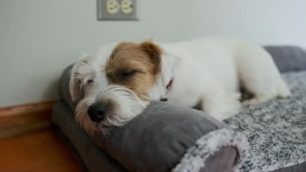 Cute Jack Russell Dog Sleeping Relaxing Blanket High Quality Footage — 비디오