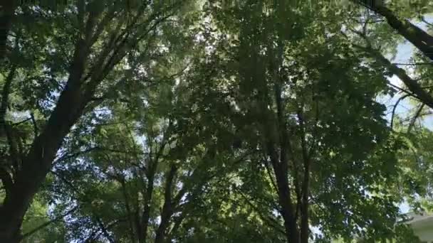 Camera Looks Moves Slowly Trees Leaves Blue Sky Warm Summer — Stok video