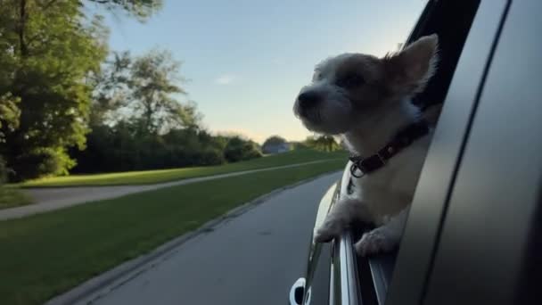 Милий Собака Дивиться Вікно Машини Яка Рухається Високоякісні Кадри — стокове відео