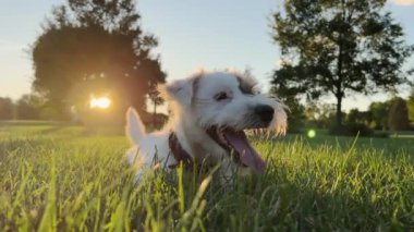 Cute funny friendly little jack russell terrier wagging his tail in the grass and smiling. High quality 4k footage