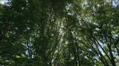Camera looks up and moves slowly under trees. leaves against blue sky. Warm summer day . High quality 4k footage