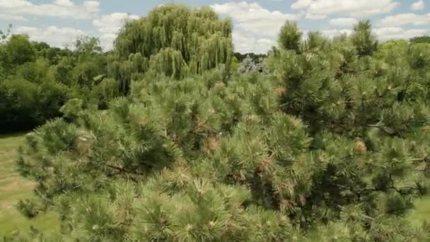 Αεροφωτογραφία Κηφήνας Της Γαμήλιας Τελετής Διακοσμημένη Διακόσμηση Ένα Καταπράσινο Δάσος — Αρχείο Βίντεο