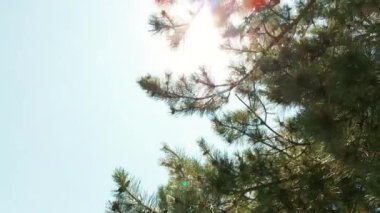 Bottom up view of Bright warm sunset sun shining through branches of coniferous tree at park. Move camera. High quality 4k footage