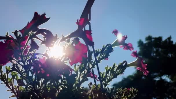 Sun Shine Bougainvillea Flowers Sun Flare High Quality Footage — Wideo stockowe
