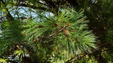 Bottom up view of Bright warm sunset sun shining through branches of coniferous tree at park. Move camera. High quality 4k footage