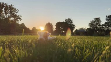 Cute funny friendly little jack russell terrier wagging his tail in the grass and smiling. High quality 4k footage