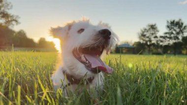 Cute funny friendly little jack russell terrier wagging his tail in the grass and smiling. High quality 4k footage