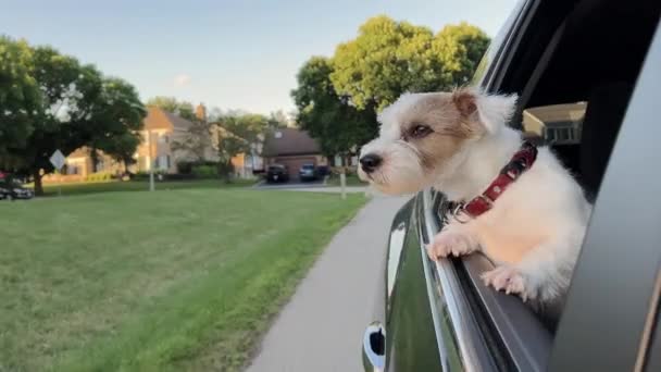 Cute Dog Looks Out Window Car Moving High Quality Footage — Stock video