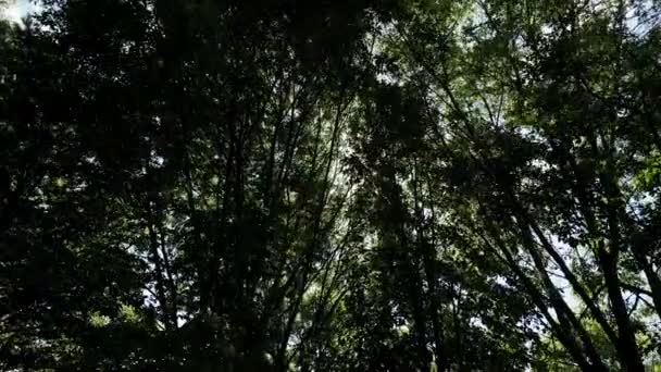 Camera Looks Moves Slowly Trees Leaves Blue Sky Warm Summer — Vídeo de Stock